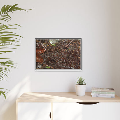 Framed Matte Canvas Wall Art — Tropical Rainforest Decomposing Sierra Palm Seeds Branch - Photography - Tradewinds