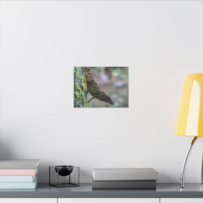 Matte Canvas Wall Art – Green Tree Lizard Photography (Stretched) - El Yunque Rainforest - Puerto Rico - Deep forest explorations