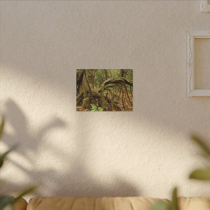 Complex of Tree Roots Canvas Wall Art — Woodland Forest Photography - In Tradewinds trail CLOUD FOREST - Trees have these roots to survive hurricanes