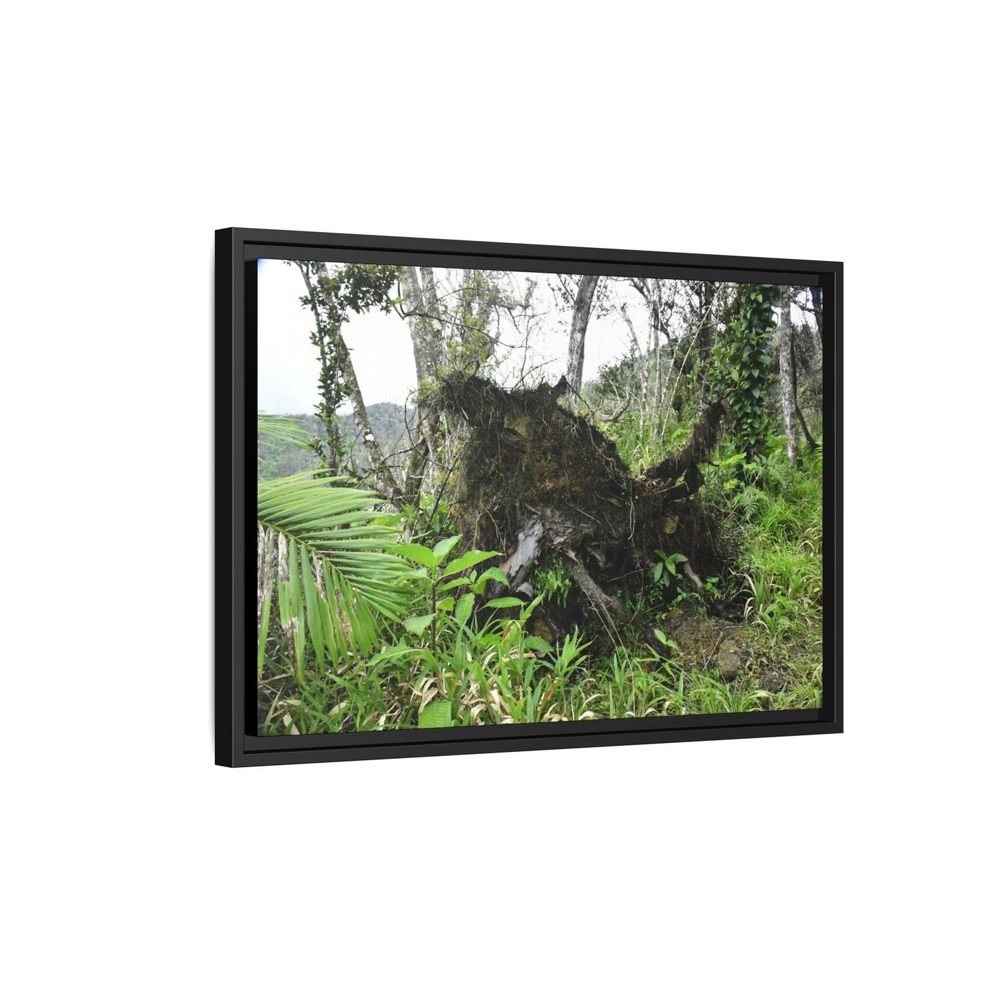 Framed Matte Canvas Wall Art — Tropical Rainforest Roots Photography - Not a nice image - but its an uprooted tree from 2017 Hurricane Maria > 200 MPH winds- that can survive hurricanes