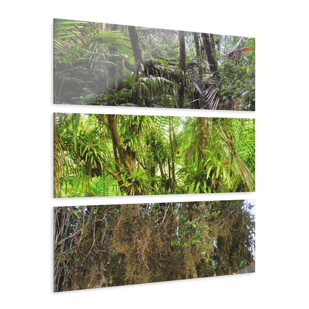 The Dense Cloud Forest -  El Yunque RainForest - Nikon D850 - Tropical Rivers Triptych Acrylic Print – Panoramic Jungle Wall Aert