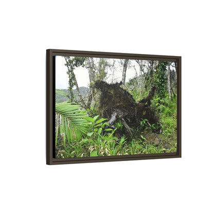 Framed Matte Canvas Wall Art — Tropical Rainforest Roots Photography - Not a nice image - but its an uprooted tree from 2017 Hurricane Maria > 200 MPH winds- that can survive hurricanes