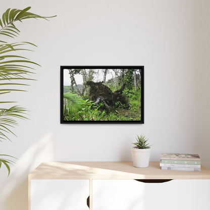 Framed Matte Canvas Wall Art — Tropical Rainforest Roots Photography - Not a nice image - but its an uprooted tree from 2017 Hurricane Maria > 200 MPH winds- that can survive hurricanes