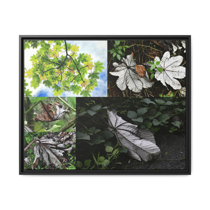 Tropical Vista Matte Canvas Framed Wall Art - Forest explorations - Deep in El Yunque rainforest PR - Mosaic#2 of the Unique Yagrumo Tree Leafs