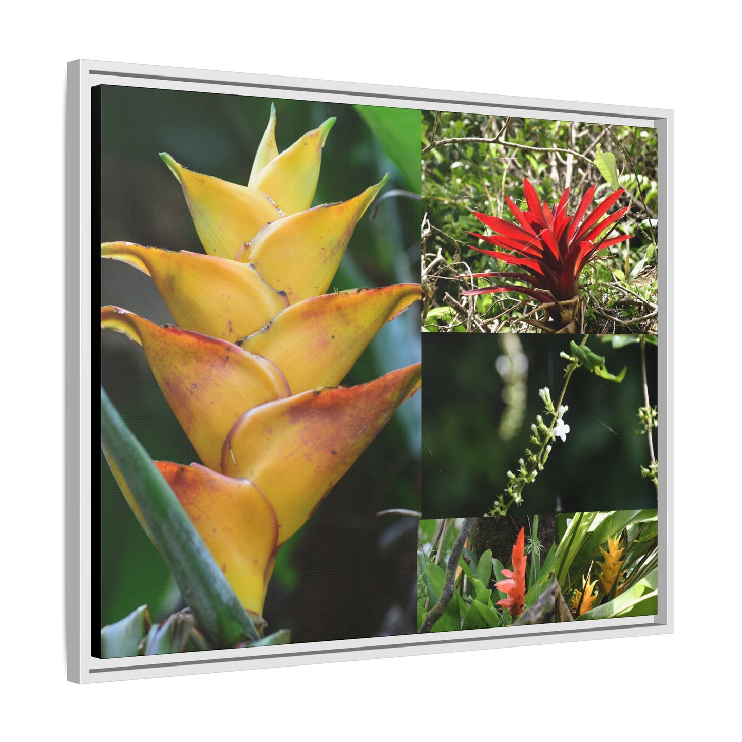 Tropical Vista Matte Canvas Framed Wall Art - Forest explorations - Deep in El Yunque rainforest PR - Mosaic#1 of the Flowers of El Yunque rainforest