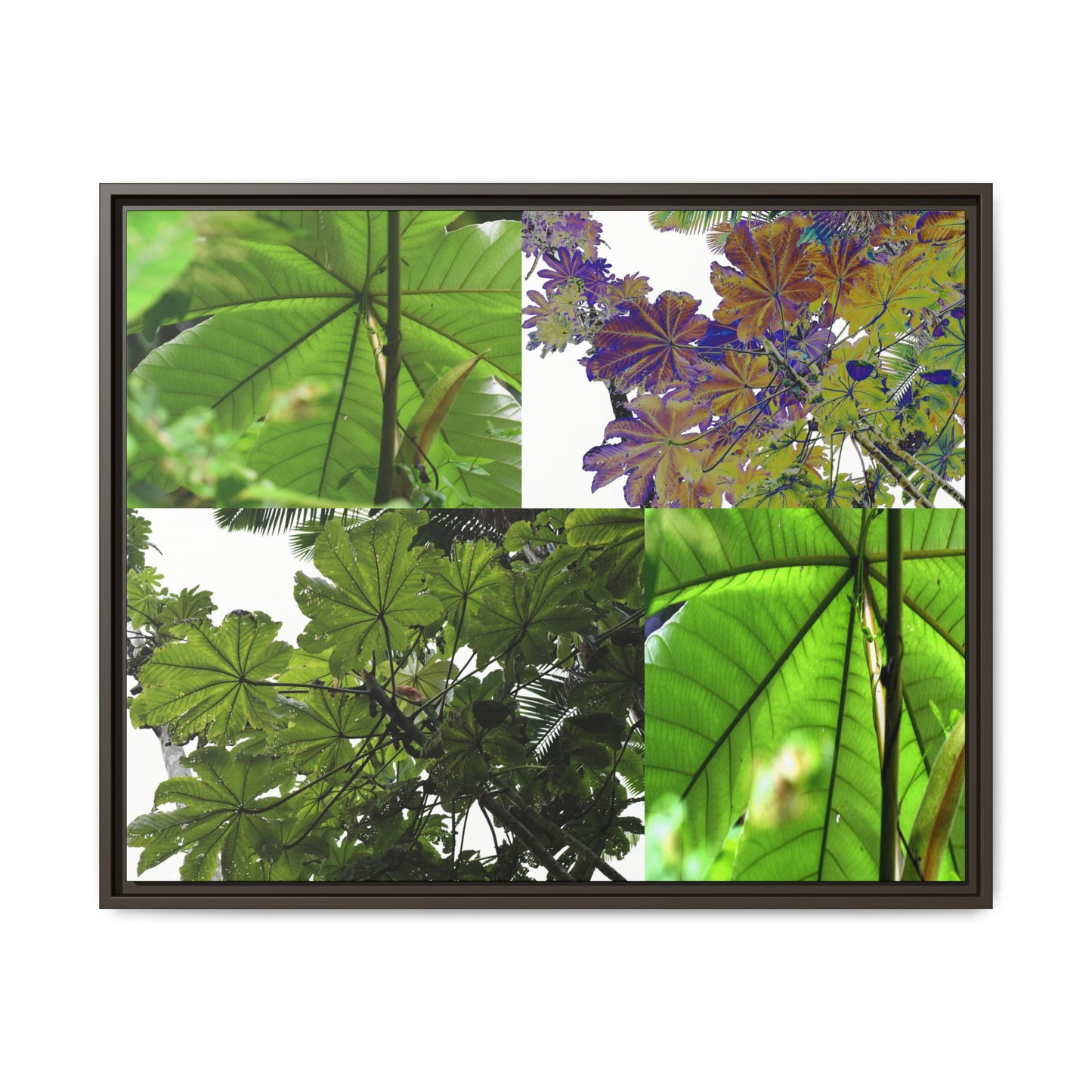 Tropical Vista Matte Canvas Framed Wall Art - Forest explorations - Deep in El Yunque rainforest PR - Mosaic#3 of the Unique Yagrumo Tree Leafs