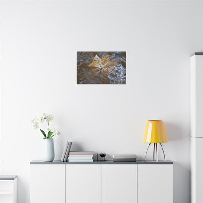 Yagrumo Leaf Floating — Matte Canvas Wall Art - Yagrumo leaf - white side - in a flooded Rio Sabana river - El Yunque Rainforest - Puerto Rico - Deep forest explorations