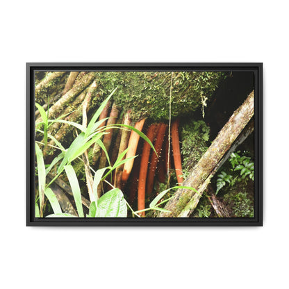 Framed Matte Canvas Wall Art — Tropical Rainforest Roots Photography - The strong orange roots of the Sierra Palm - that can survive hurricanes