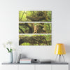 El Yunque Rainforest - Truly Weird Trees of the Deep Forest - Nikon D850 - Triptych Acrylic Print – Forest Creek Landscape Wall Art
