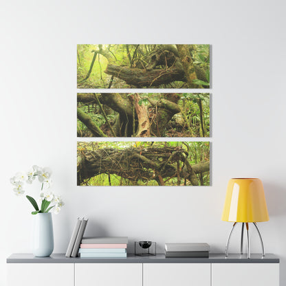 El Yunque Rainforest - Truly Weird Trees of the Deep Forest - Nikon D850 - Triptych Acrylic Print – Forest Creek Landscape Wall Art
