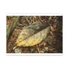 Tradewinds Trail - Fallen Colorful Leaf - Matte Canvas Print — Stretched Wall Art - El Yunque Rainforest - Puerto Rico - Deep forest explorations
