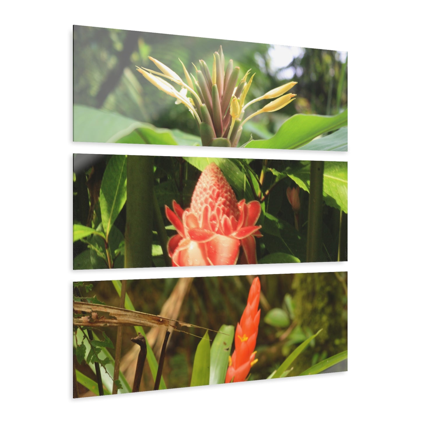 Deep Forest Explorations - Rare Flowers of El Yunque RainForest  - Nikon D850 - Tropical Mountains Triptych Acrylic Print – Panoramic Jungle & Ocean Wall Art