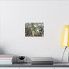 Forest Stream Adventure Matte Canvas Print — Boy Exploring Tree Roots Wall Art - Jose looks at the river - Tree has roots all over - Note the little sunlight