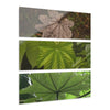 Yagrumo Tree Leaves Art- El Yunque - Nikon D850 - Triptych Acrylic Print – Forest Wall Art