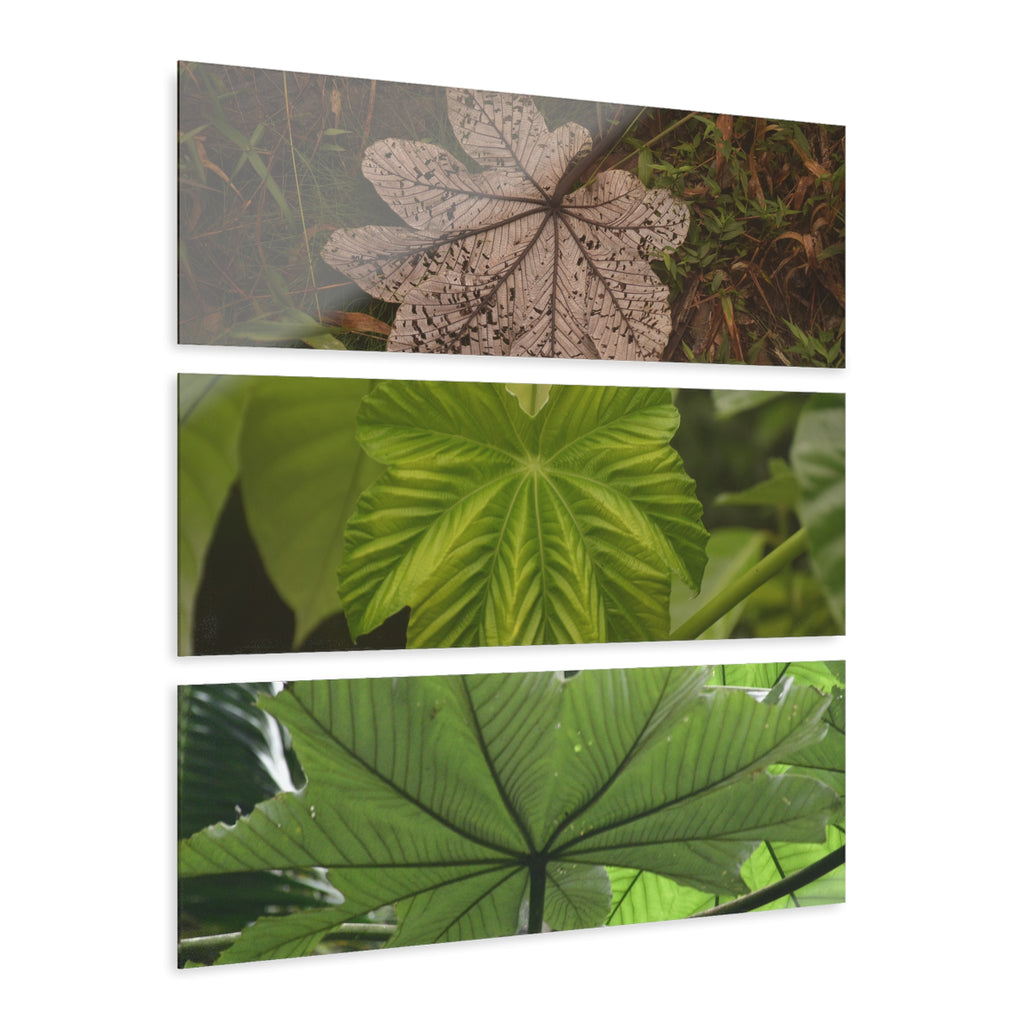 Yagrumo Tree Leaves Art- El Yunque - Nikon D850 - Triptych Acrylic Print – Forest Wall Art