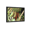 Framed Matte Canvas Wall Art — Tropical Rainforest Roots Photography - The strong orange roots of the Sierra Palm - that can survive hurricanes