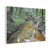 Deep Forest Explorations - El Yunque Holy Spirit River - Nikon D850 - Forest Creek Canvas Print - Stretched 0.75" Nature Wall Art