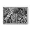 Framed Matte Canvas Wall Art — Tropical Rainforest Roots Photography - B&W roots of the Sierra Palm tree - Nikon