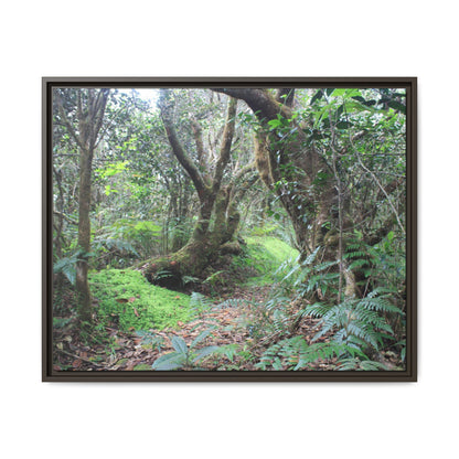 Tropical Vista Matte Canvas Framed Wall Art — Magic section of the remote Tradewinds Trail -  El Yunque rainforest PR