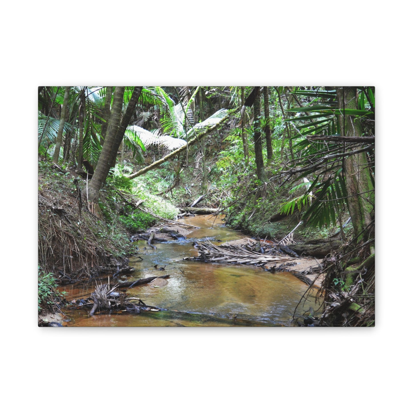 Deep Forest Explorations - El Yunque Holy Spirit River - Nikon D850 - Tropical Creek Canvas Print —  Jungle Stream Wall Art for Nature Lovers
