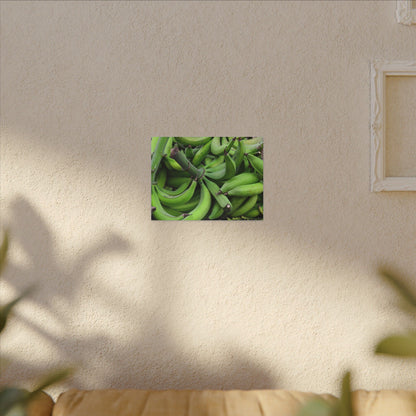 Green Banana Bunch Matte Canvas Wall Art — Tropical Kitchen Decor - Platanos in Puerto Rico - ready for cooking - for tostones etc.