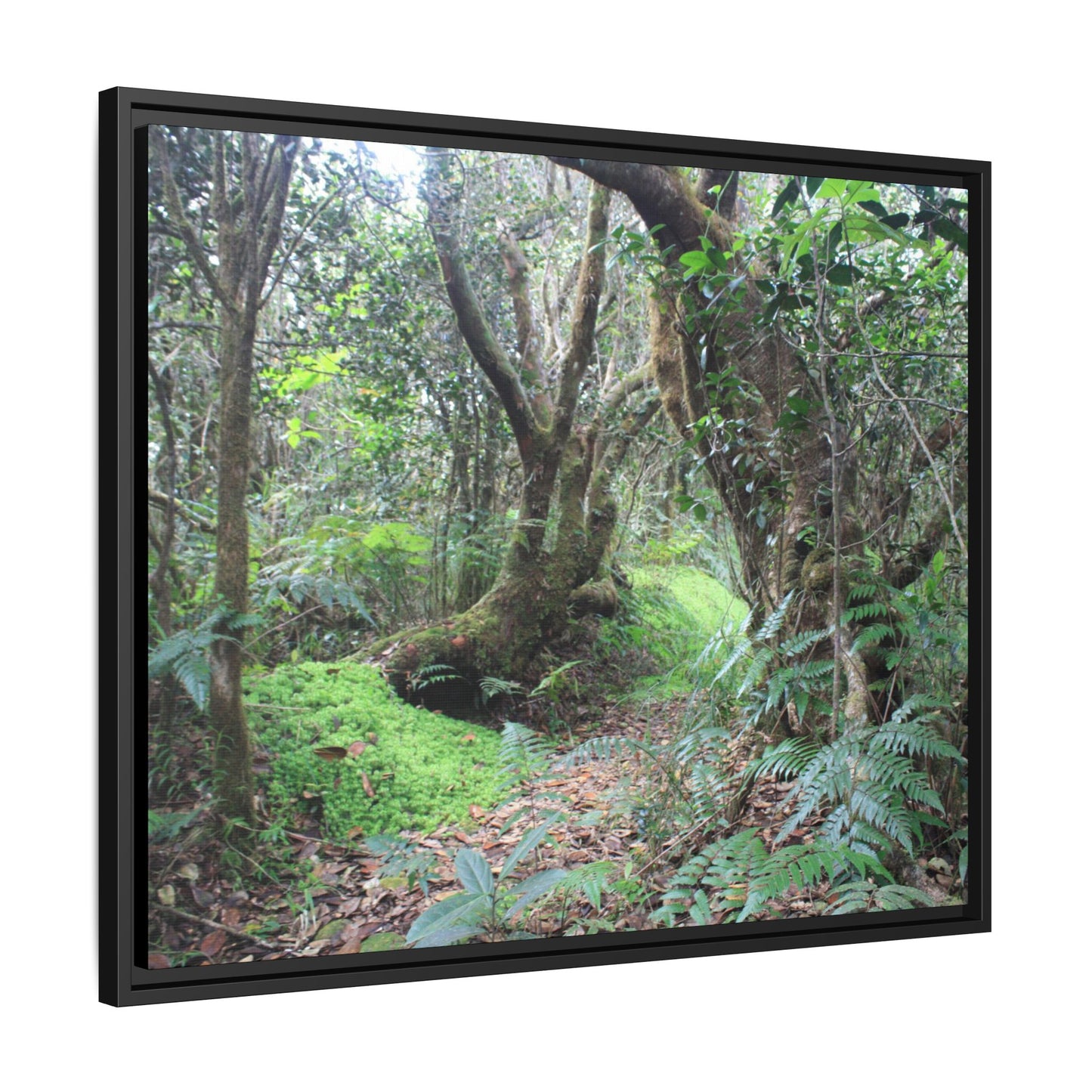 Tropical Vista Matte Canvas Framed Wall Art — Magic section of the remote Tradewinds Trail -  El Yunque rainforest PR
