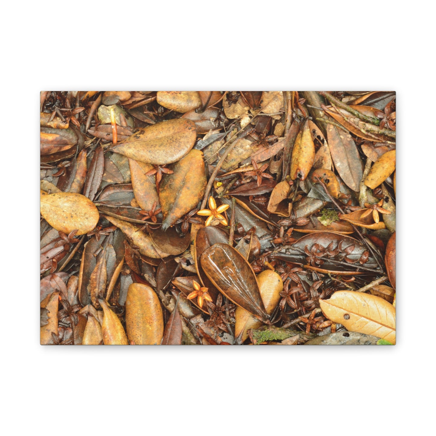 Autumn Leaf Floor Canvas Print — Deep Forest Explorations - El Yunque - Nikon D850 Stretched Wall Art (0.75")