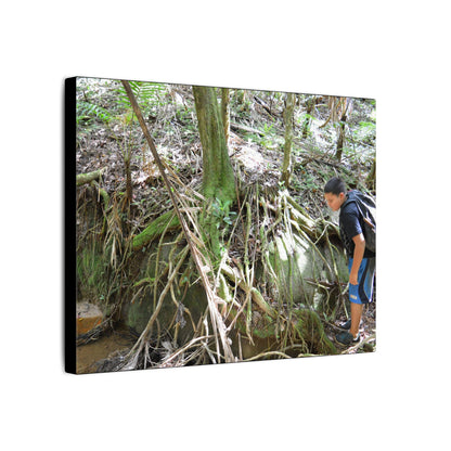 Forest Stream Adventure Matte Canvas Print — Boy Exploring Tree Roots Wall Art - Jose looks at the river - Tree has roots all over - Note the little sunlight