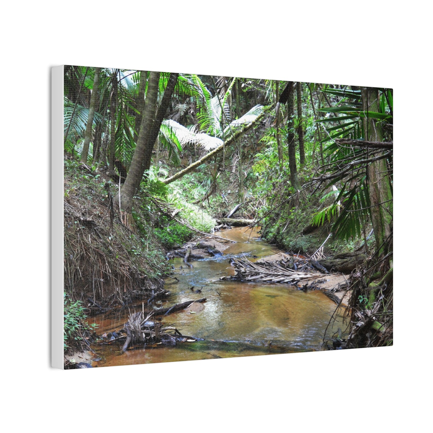 Deep Forest Explorations - El Yunque Holy Spirit River - Nikon D850 - Tropical Creek Canvas Print —  Jungle Stream Wall Art for Nature Lovers
