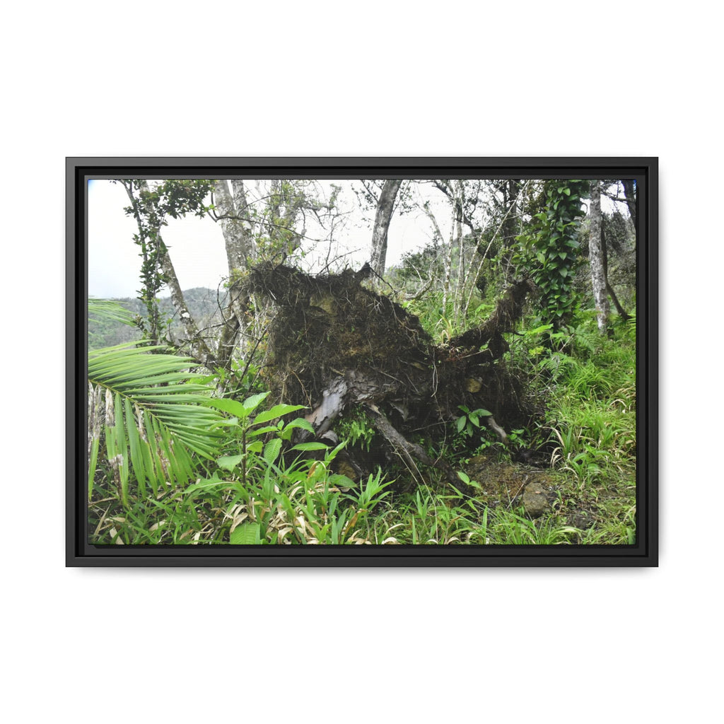 Framed Matte Canvas Wall Art — Tropical Rainforest Roots Photography - Not a nice image - but its an uprooted tree from 2017 Hurricane Maria > 200 MPH winds- that can survive hurricanes