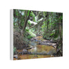 Deep Forest Explorations - El Yunque Holy Spirit River - Nikon D850 - Tropical Creek Canvas Print —  Jungle Stream Wall Art for Nature Lovers