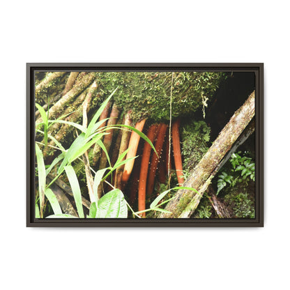 Framed Matte Canvas Wall Art — Tropical Rainforest Roots Photography - The strong orange roots of the Sierra Palm - that can survive hurricanes