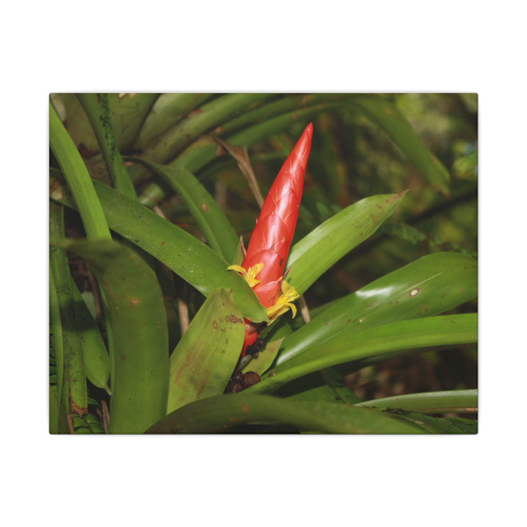Red Tropical Bromeliad Canvas Wall Art — Matte Stretched Botanical Print