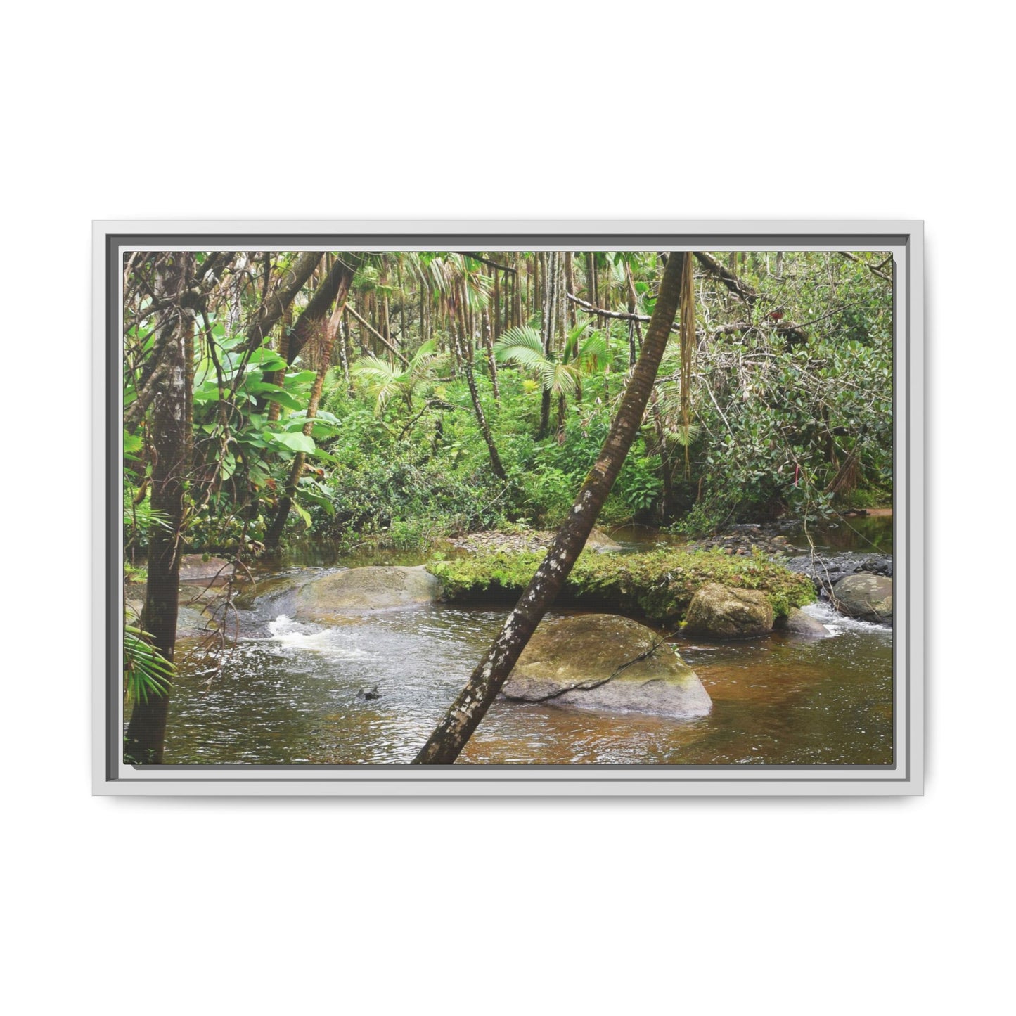 Framed Matte Canvas Wall Art — Tropical Rainforest Roots Photography - View deep in the forest in the Rio Sabana Trail