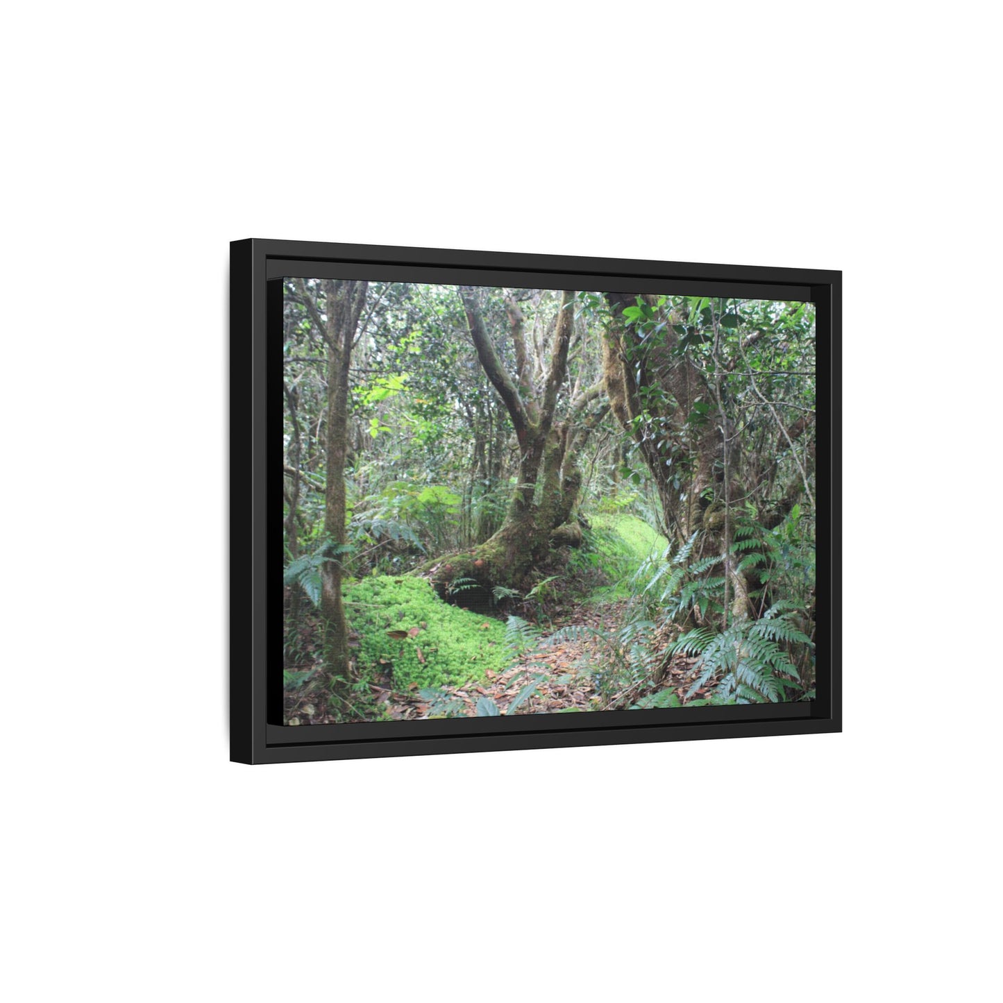 Tropical Vista Matte Canvas Framed Wall Art — Magic section of the remote Tradewinds Trail -  El Yunque rainforest PR