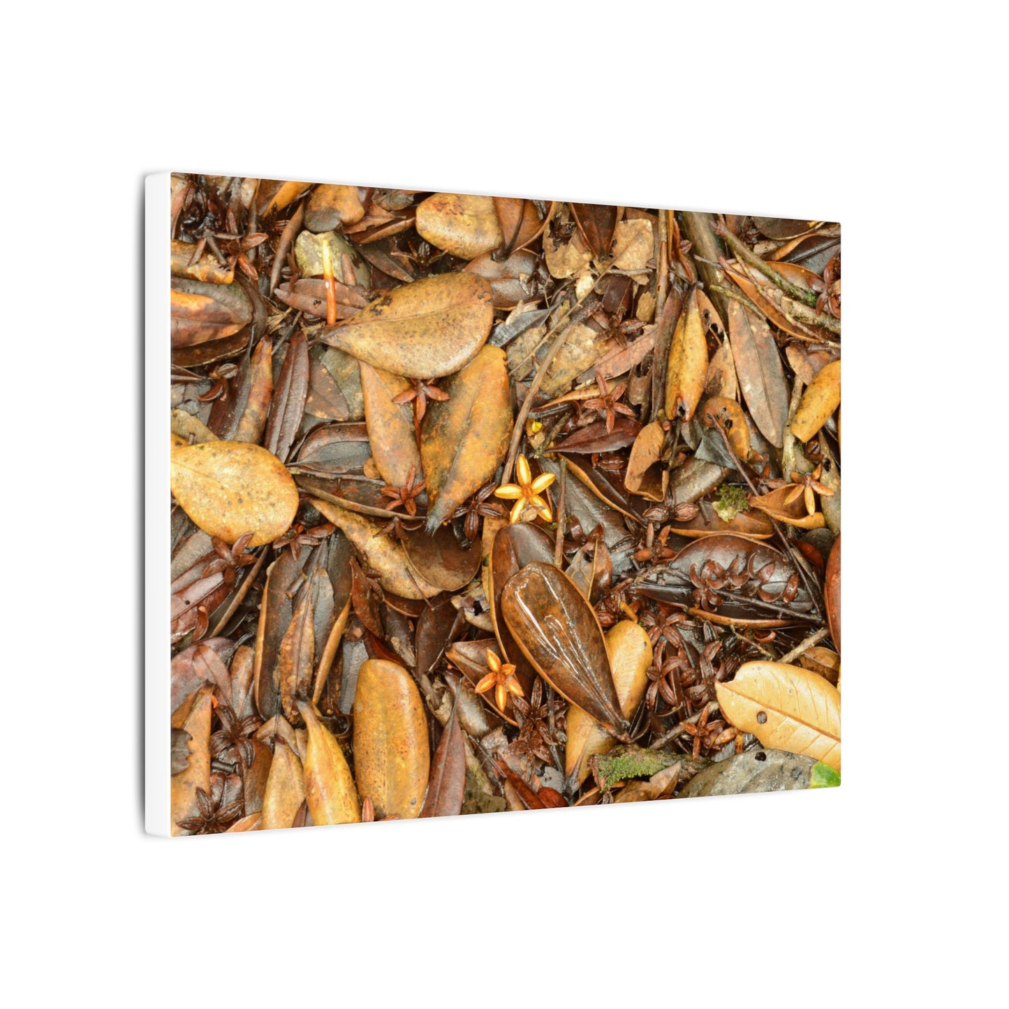 Leaf Floor Canvas Print — Matte Stretched Wall Art - Tradewinds trail - below canopy of local peak - leaf variety & geometry & stars ...