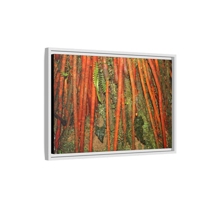 Framed Matte Canvas Wall Art — Tropical Rainforest Roots Photography -Orange roots of the Sierra Palm tree - Nikon