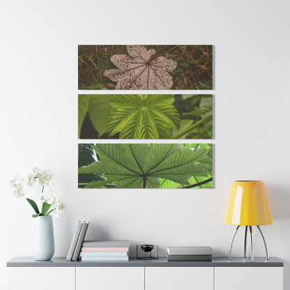 Yagrumo Tree Leaves Art- El Yunque - Nikon D850 - Triptych Acrylic Print – Forest Wall Art