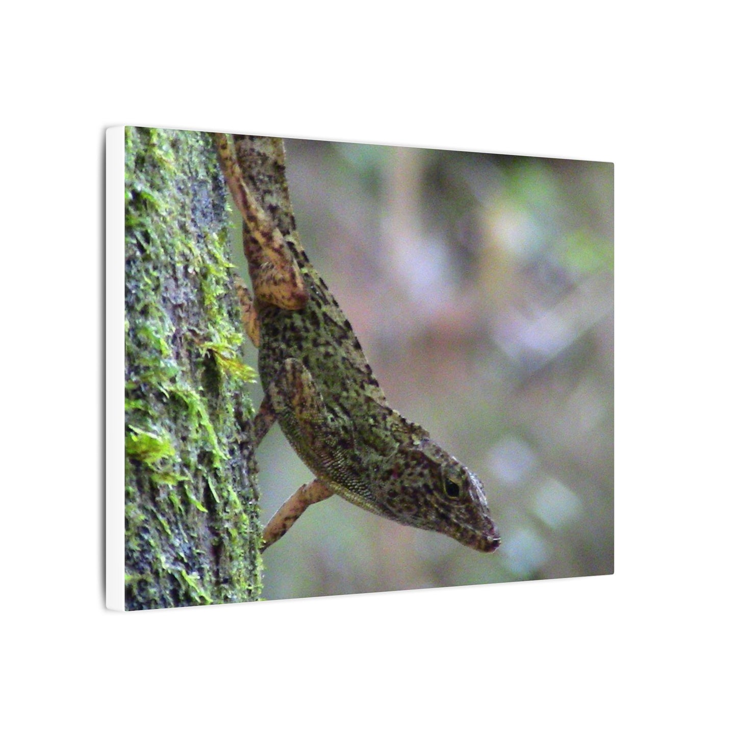 Matte Canvas Wall Art – Green Tree Lizard Photography (Stretched) - El Yunque Rainforest - Puerto Rico - Deep forest explorations