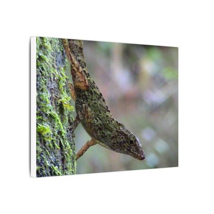 Matte Canvas Wall Art – Green Tree Lizard Photography (Stretched) - El Yunque Rainforest - Puerto Rico - Deep forest explorations