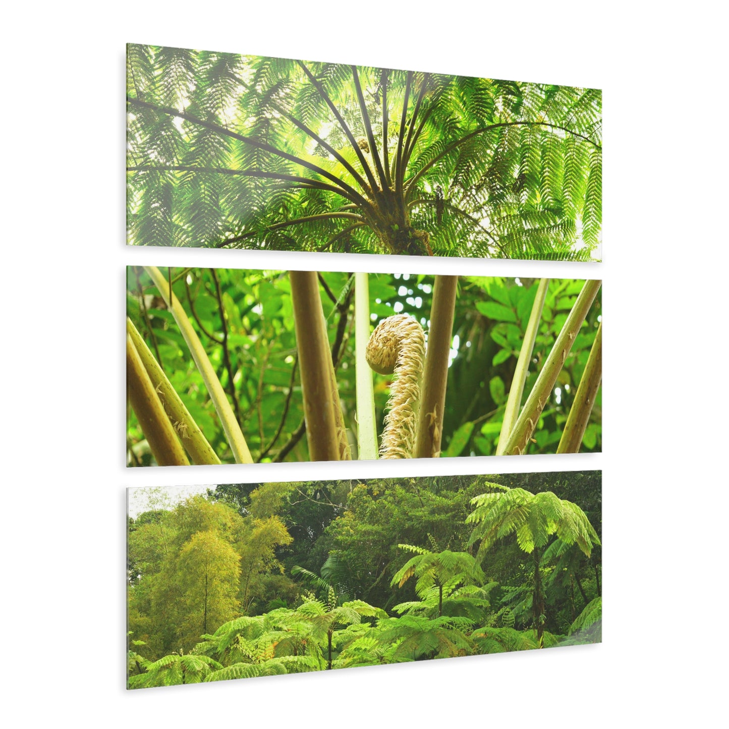 The Ancient FERN Plant - El Yunque Rainforest - Nikon D850 - Triptych Acrylic Print – Forest Creek Landscape Wall Art