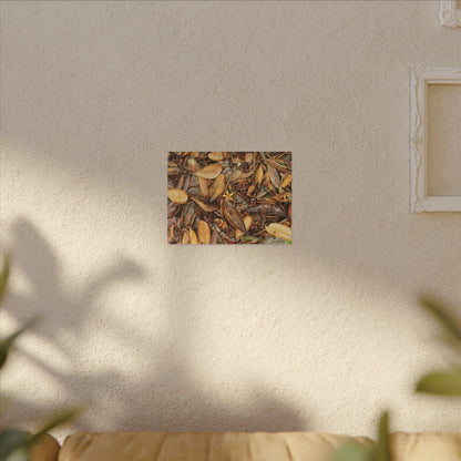 Leaf Floor Canvas Print — Matte Stretched Wall Art - Tradewinds trail - below canopy of local peak - leaf variety & geometry & stars ...