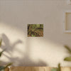 Complex of Tree Roots Canvas Wall Art — Woodland Forest Photography - In Tradewinds trail CLOUD FOREST - Trees have these roots to survive hurricanes