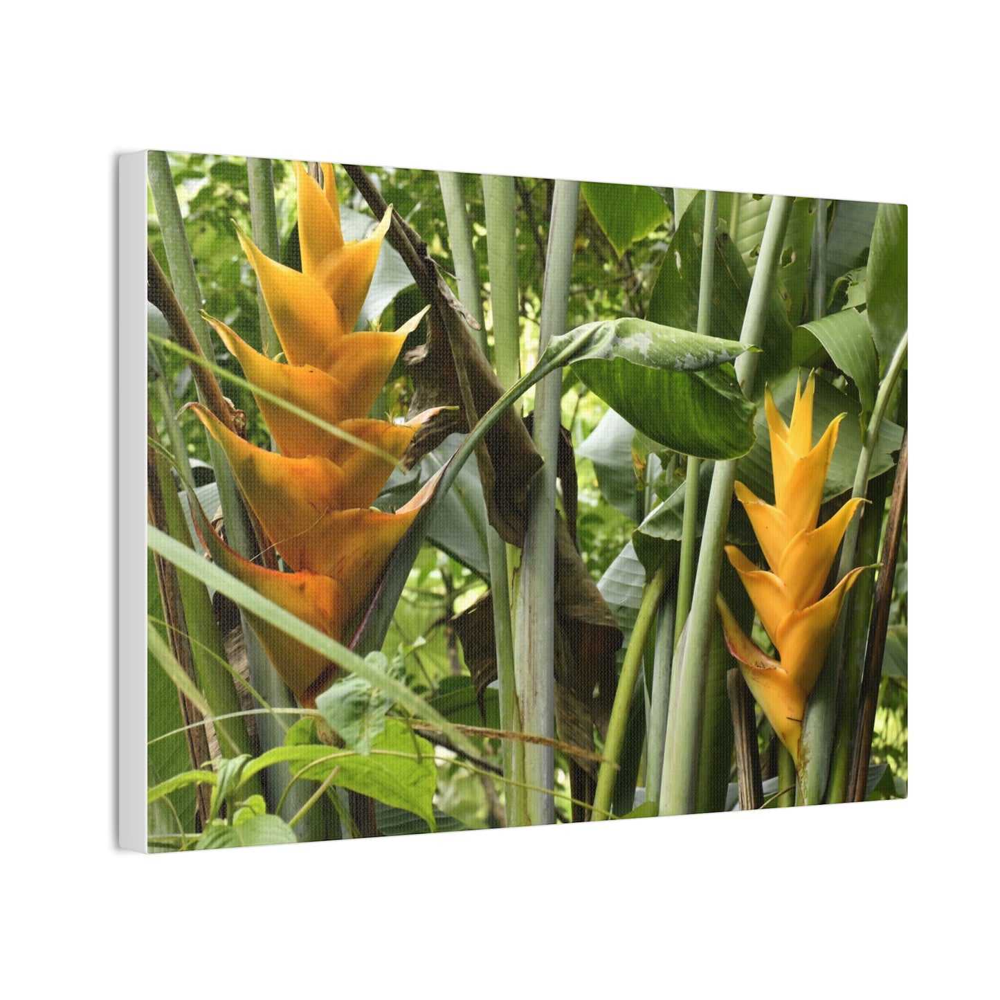 Tropical Heliconia Canvas Print — El Yunque rainforest - Vibrant Jungle Wall Art