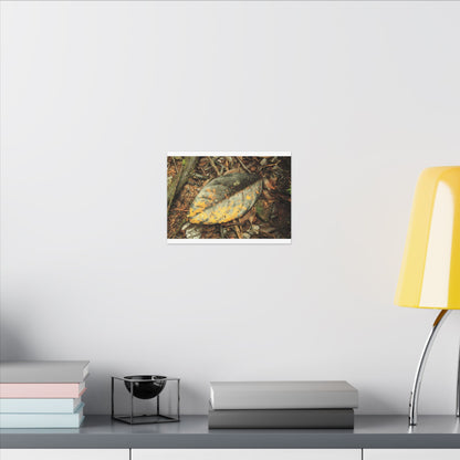 Tradewinds Trail - Fallen Colorful Leaf - Matte Canvas Print — Stretched Wall Art - El Yunque Rainforest - Puerto Rico - Deep forest explorations