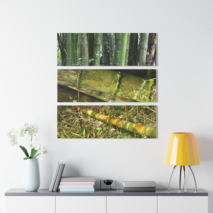 El Yunque Rainforest -Bamboo Variety Protecting Roads - Nikon D850 - Triptych Acrylic Print – Forest Creek Landscape Wall Art