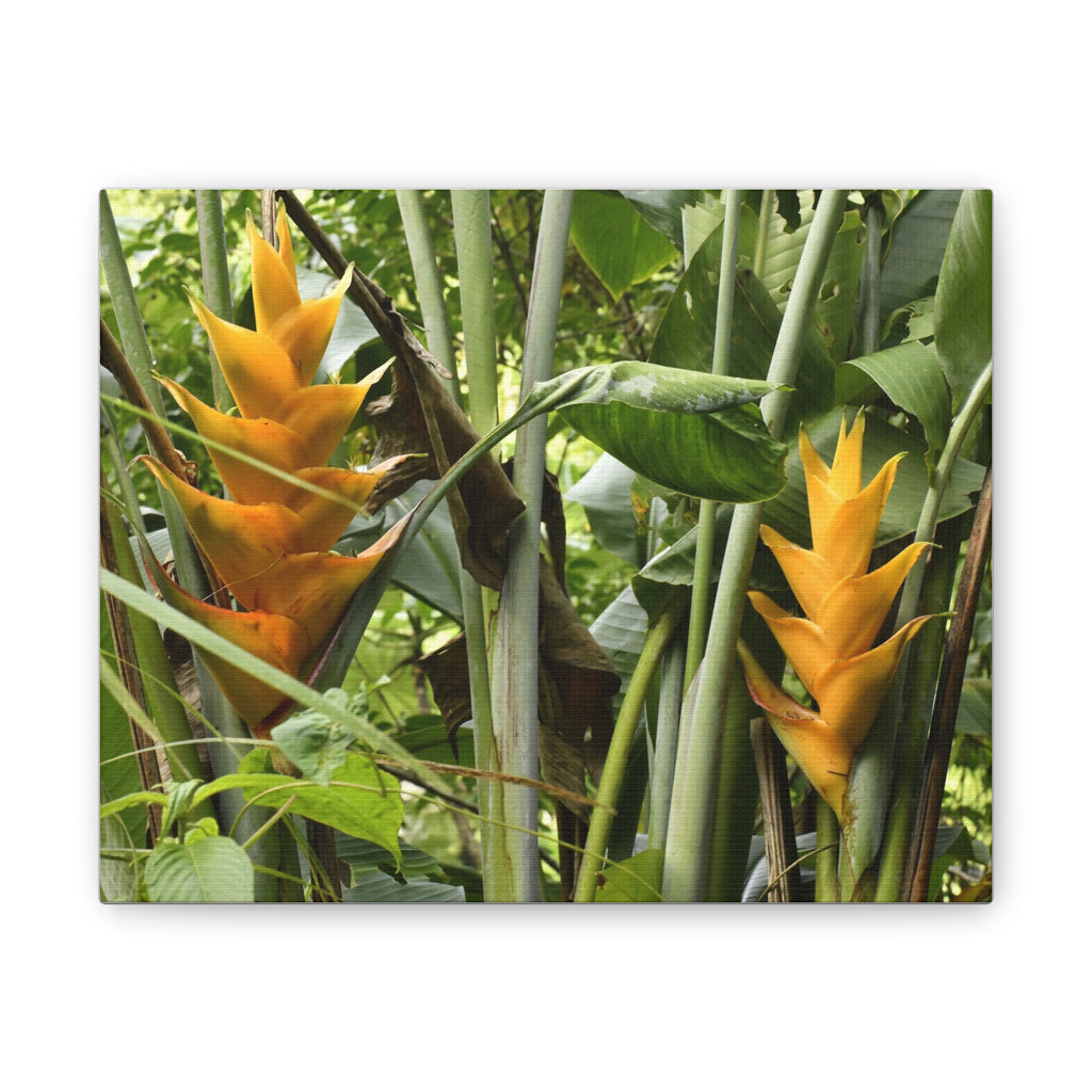 Tropical Heliconia Canvas Print — El Yunque rainforest - Vibrant Jungle Wall Art