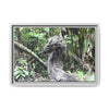 Tropical Vista Matte Canvas Framed Wall Art - Forest explorations - Deep in Sabana River Unusual Tree formations ??? -  El Yunque rainforest PR