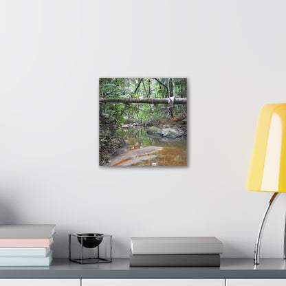 Deep Forest Explorations - El Yunque Holy Spirit River - Nikon D850 - Rainforest Creek Canvas Print — Tropical Jungle Stream Wall Art