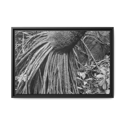 Framed Matte Canvas Wall Art — Tropical Rainforest Roots Photography - B&W roots of the Sierra Palm tree - Nikon